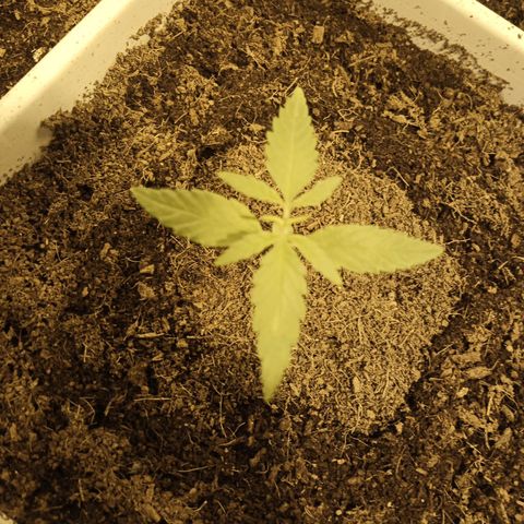 Caramel growlog timeline photo