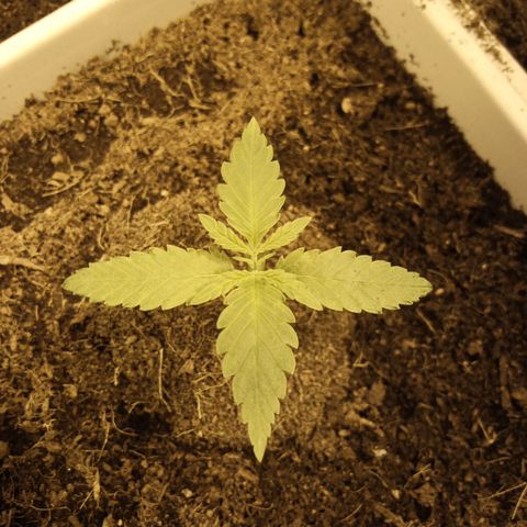 Caramel growlog timeline photo