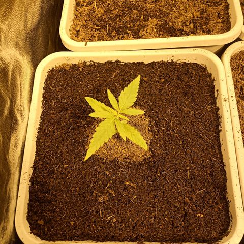 Caramel growlog timeline photo