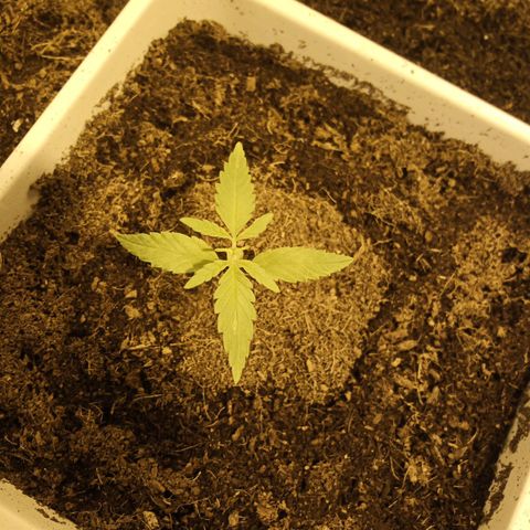 Caramel growlog timeline photo