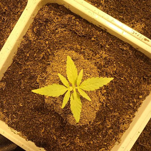 Caramel growlog timeline photo