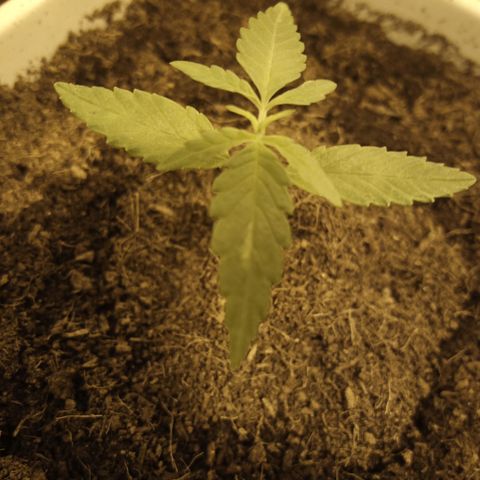 Caramel growlog timeline photo