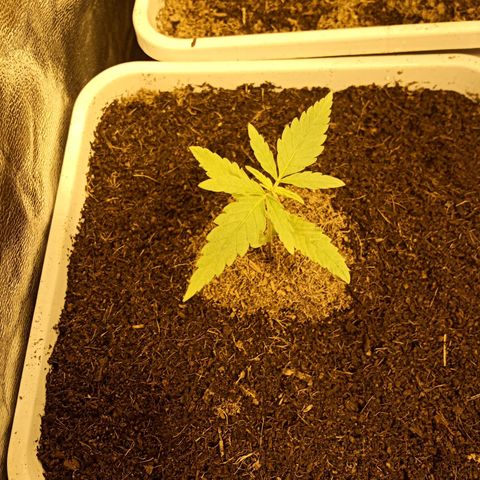 Caramel growlog timeline photo