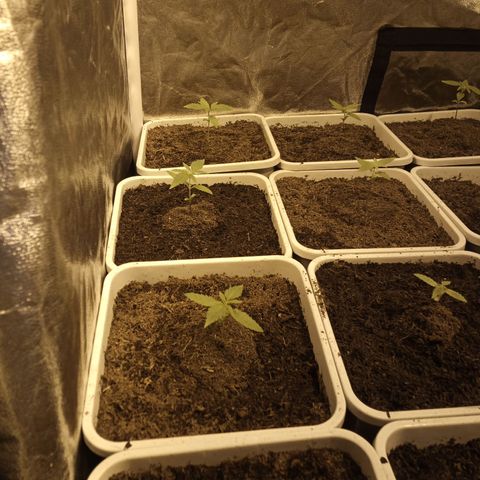 Caramel growlog timeline photo