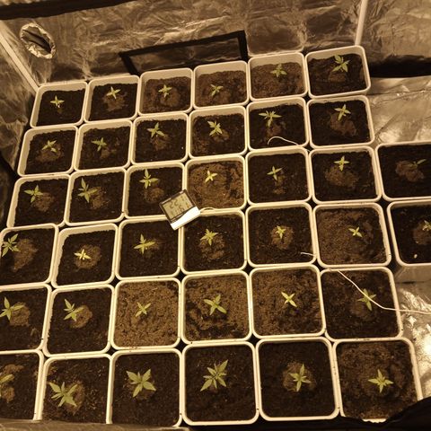 Caramel growlog photo: Riego solo las secas con agua y Cannazym. pH 5'7 EC: 300uS