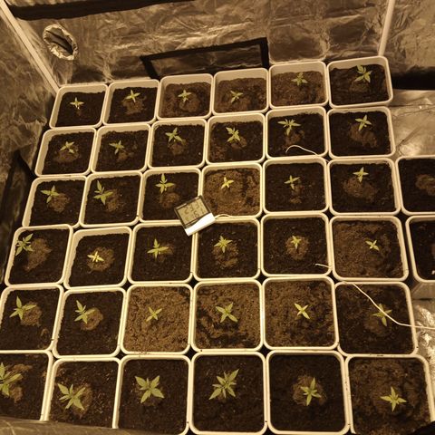 Caramel growlog photo: Riego solo las secas con agua y Cannazym. pH 5'7 EC: 300uS