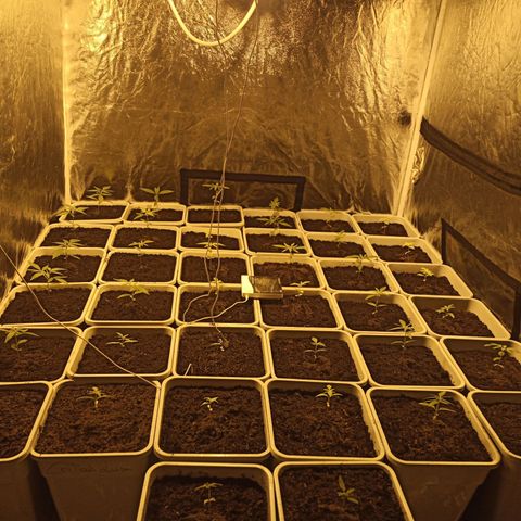 Caramel growlog timeline photo