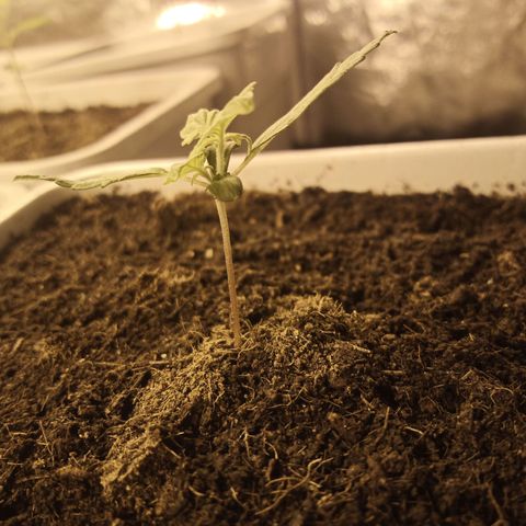 Amnesia growlog timeline photo
