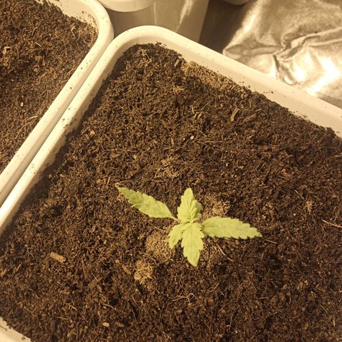 Amnesia growlog photo: La que casi muere por decapitación al final se lo ha tomado como una poda pical 😍
