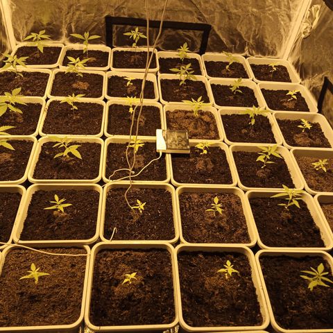 Caramel growlog timeline photo