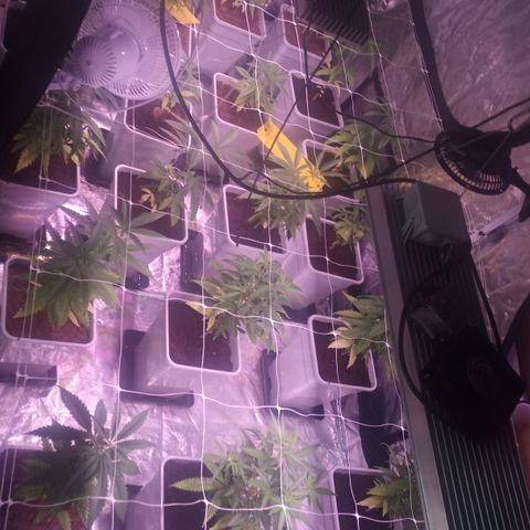 Caramel growlog photo: Cambio de 600W HPS Mix > 600W LED Mix
Mix= veg & bloom