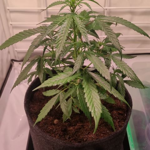 Gelato Auto growlog timeline photo