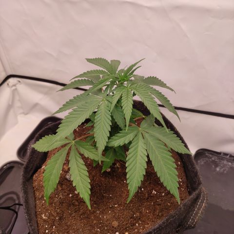 Sunset Sherbert #1 growlog timeline photo