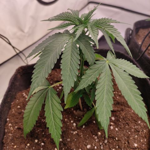 Sunset Sherbert #2 growlog timeline photo