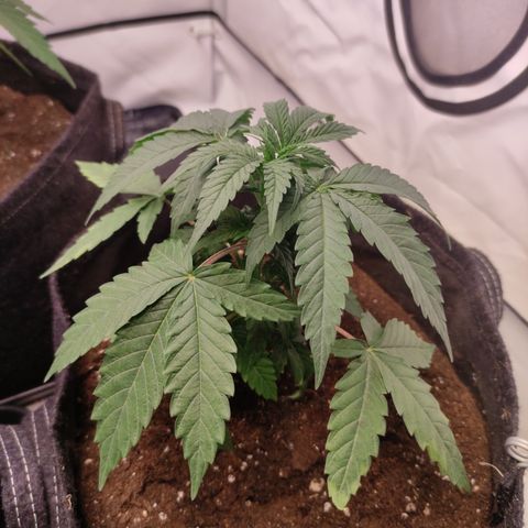 Sunset Sherbert #3 growlog timeline photo