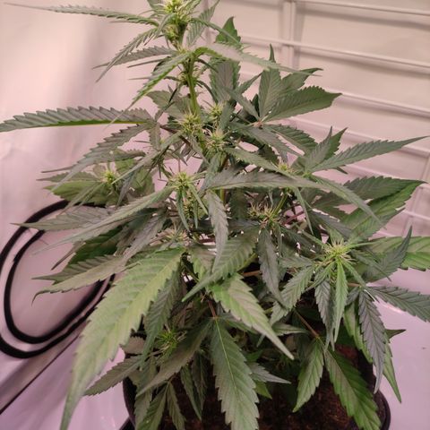 Gelato Auto growlog timeline photo