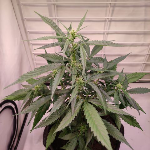 Gelato Auto growlog timeline photo
