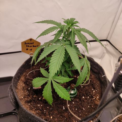 Sunset Sherbert #1 growlog timeline photo