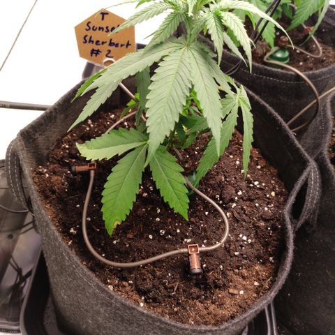 Sunset Sherbert #2 growlog timeline photo