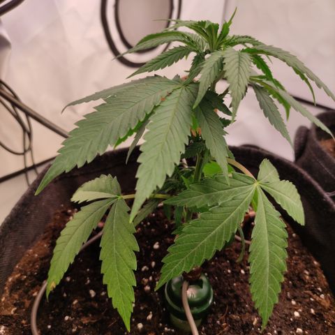 Sunset Sherbert #2 growlog timeline photo