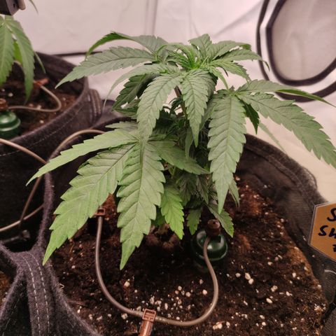 Sunset Sherbert #3 growlog timeline photo