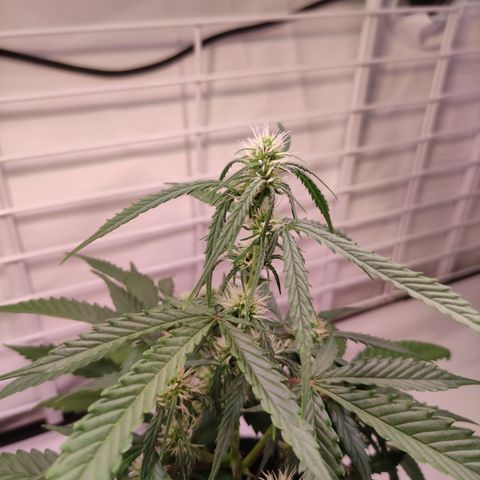 Gelato Auto growlog timeline photo