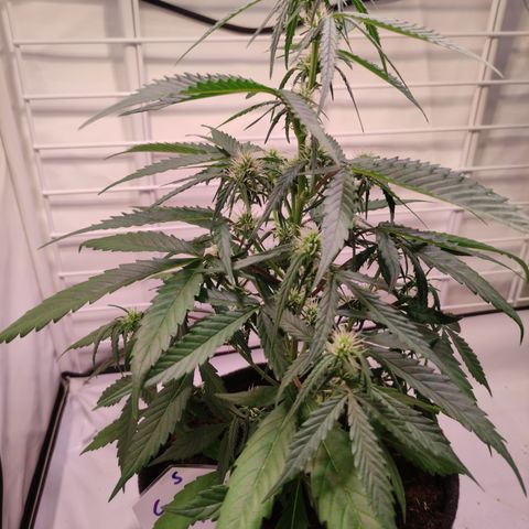Gelato Auto growlog timeline photo