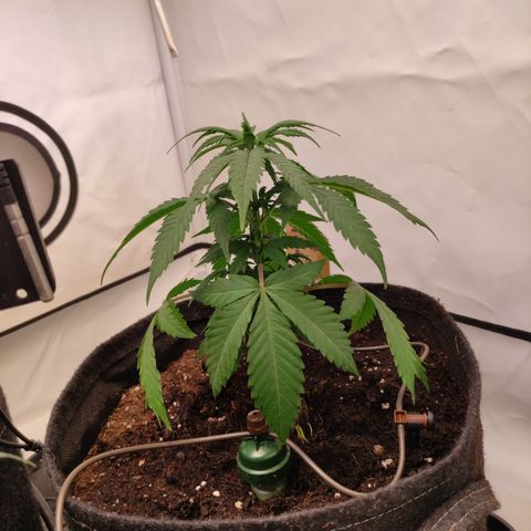 Sunset Sherbert #1 growlog timeline photo