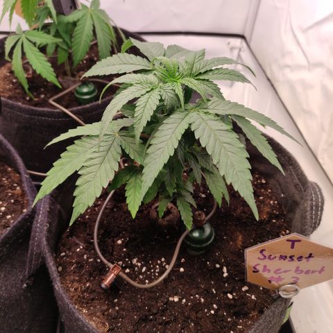 Sunset Sherbert #3 growlog timeline photo