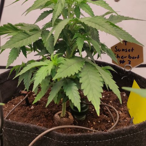 Sunset Sherbert #3 growlog timeline photo