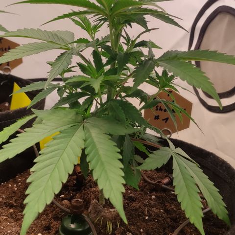 Sunset Sherbert #1 growlog timeline photo