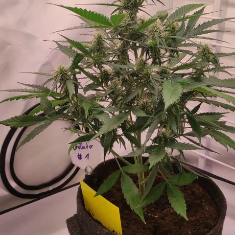 Gelato Auto growlog timeline photo