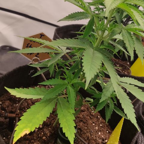 Sunset Sherbert #2 growlog timeline photo