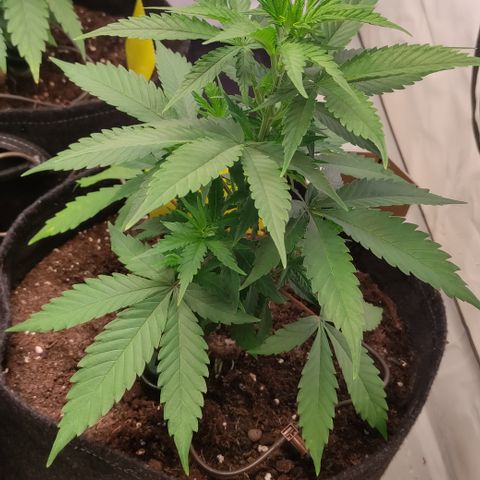 Sunset Sherbert #1 growlog timeline photo