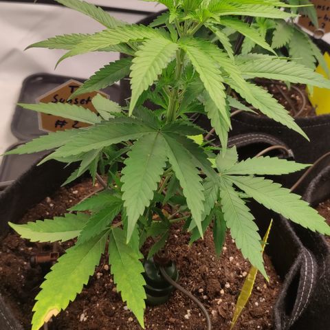 Sunset Sherbert #2 growlog timeline photo