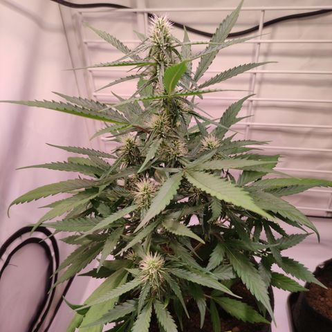 Gelato Auto growlog timeline photo