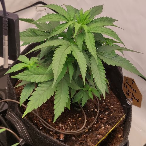 Sunset Sherbert #3 growlog timeline photo