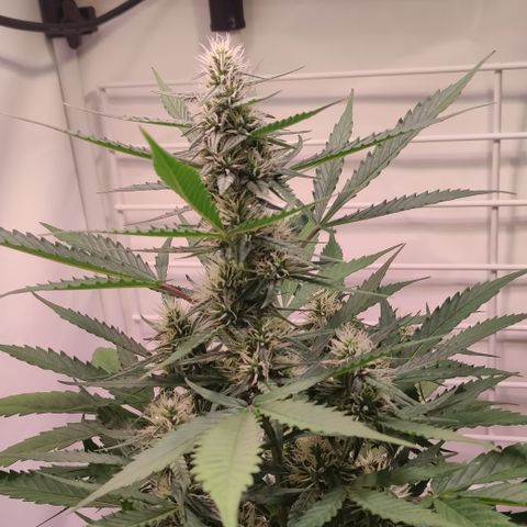 Gelato Auto growlog timeline photo