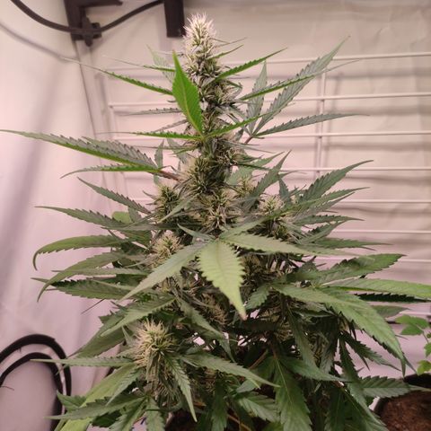 Gelato Auto growlog timeline photo