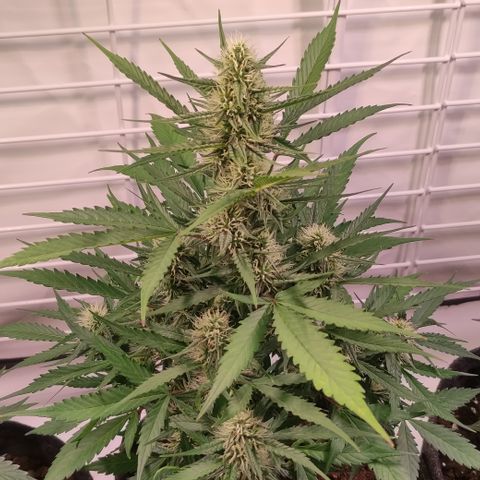 Gelato Auto growlog timeline photo