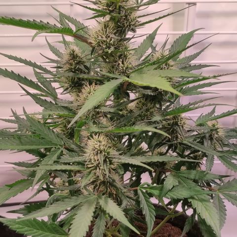Gelato Auto growlog timeline photo