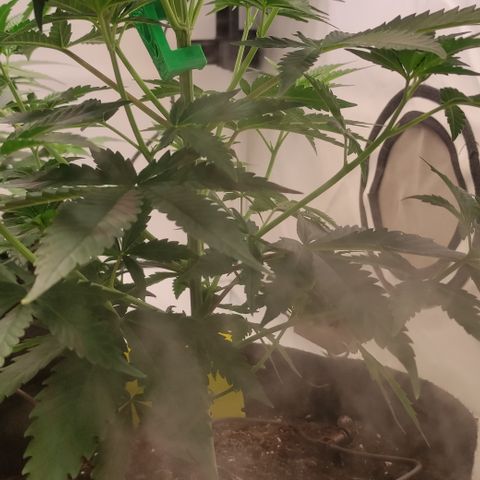 Sunset Sherbert #1 growlog timeline photo