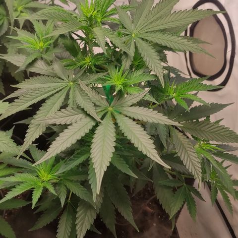 Sunset Sherbert #1 growlog timeline photo