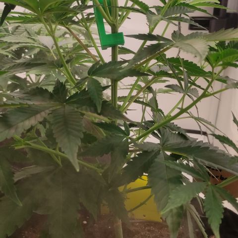 Sunset Sherbert #1 growlog timeline photo