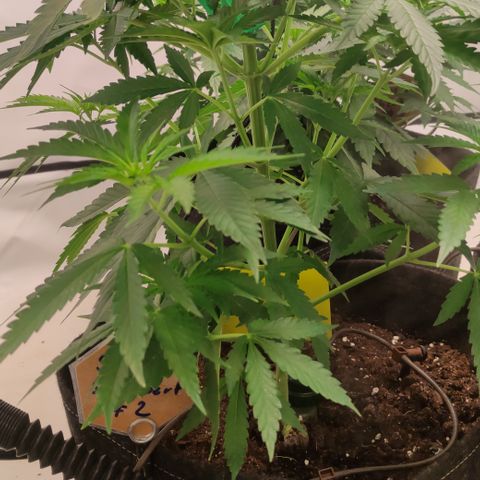 Sunset Sherbert #2 growlog timeline photo
