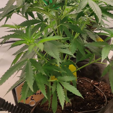 Sunset Sherbert #2 growlog timeline photo