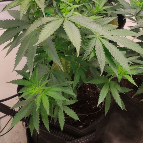 Sunset Sherbert #2 growlog timeline photo