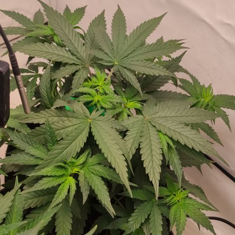 Sunset Sherbert #3 growlog timeline photo