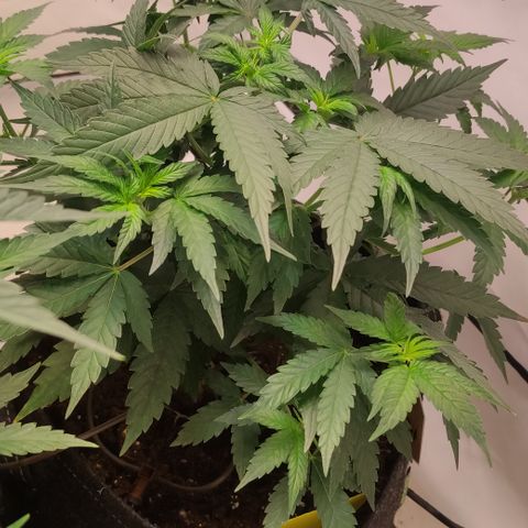 Sunset Sherbert #3 growlog timeline photo