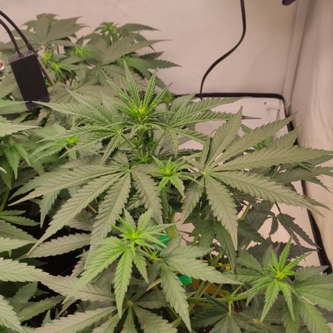 Sunset Sherbert #1 growlog timeline photo